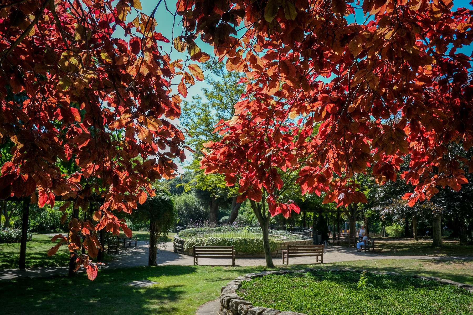 autumn trees and benches